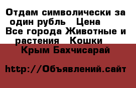 Отдам символически за один рубль › Цена ­ 1 - Все города Животные и растения » Кошки   . Крым,Бахчисарай